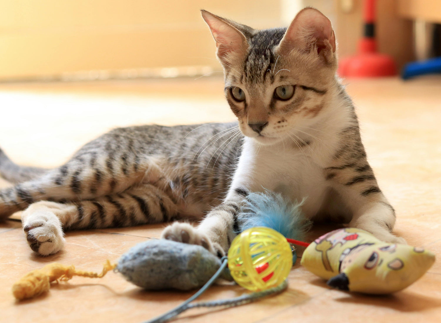 Cat Balls, Mice, & Small Toys