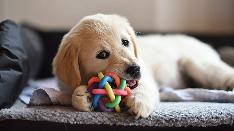 Dog Chew Toys