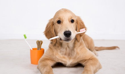 Dental Care
