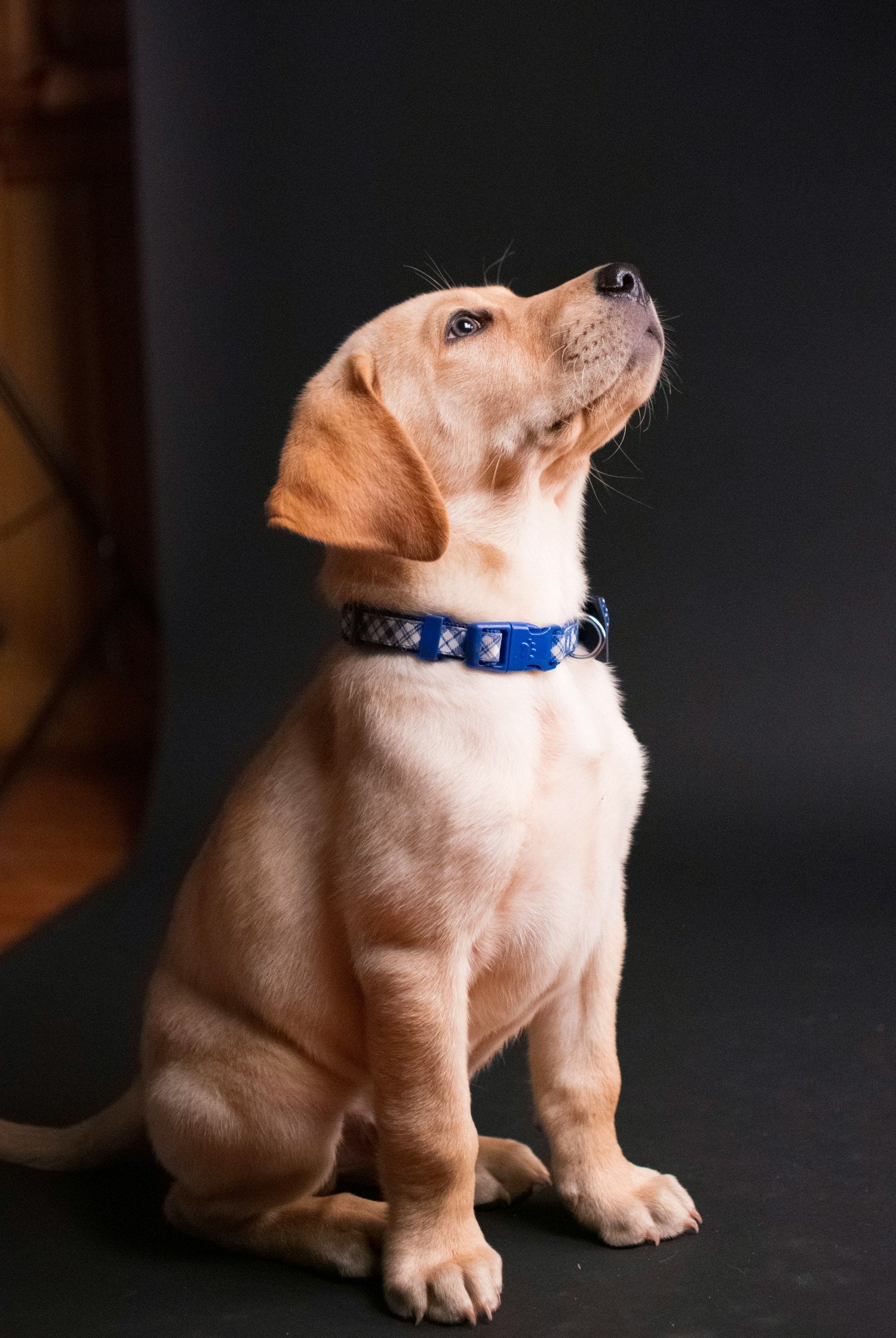 Dog Collars