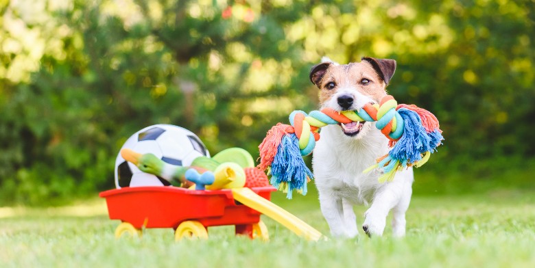 Dog Toys
