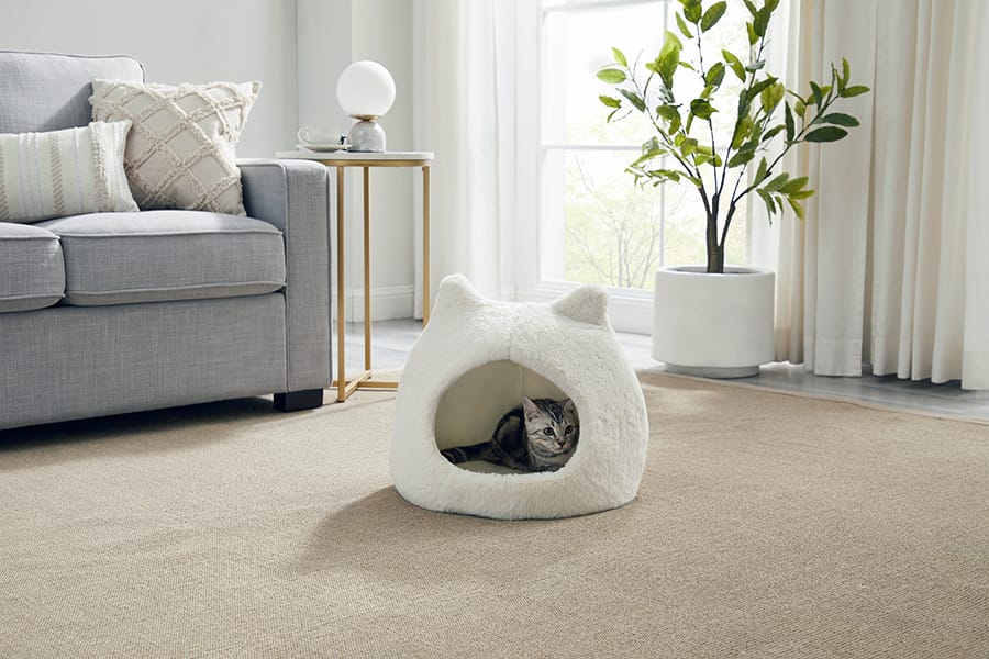 Hooded & Enclosed Beds