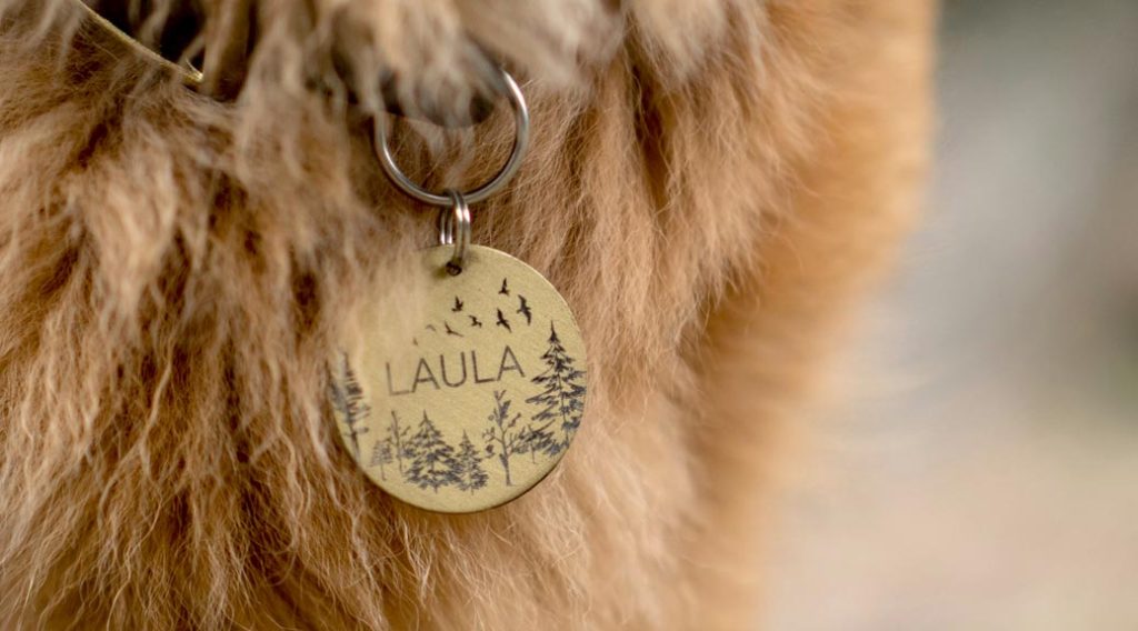 Pet ID Tags