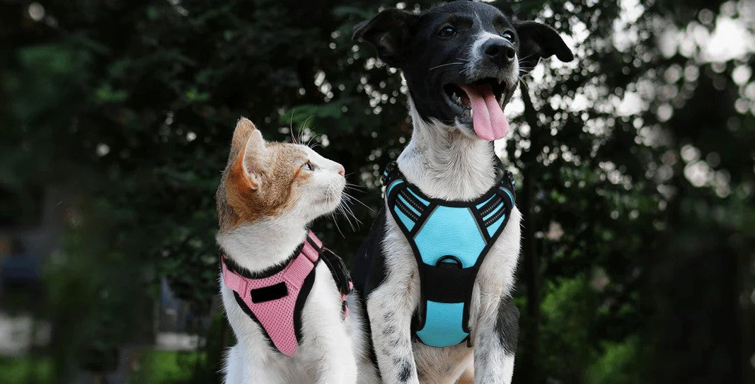 Harnesses