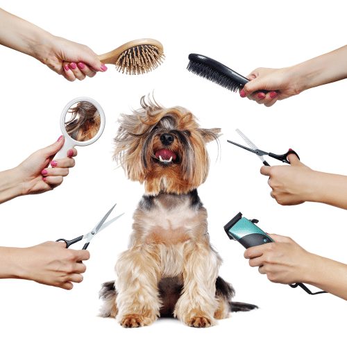 Eye, Ear, Nose, & Paw Care