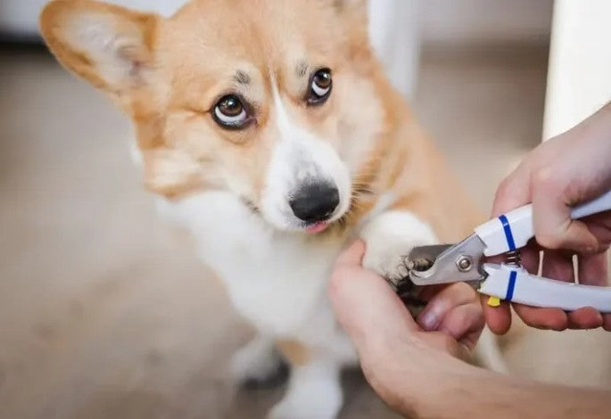Nail Clippers & Grinders