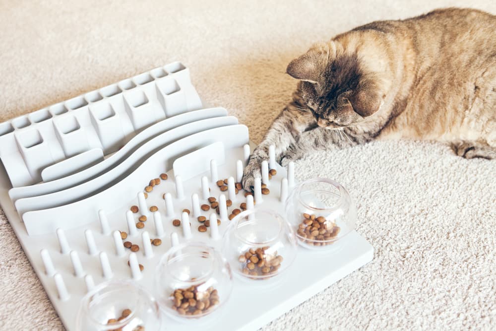 Slow Puzzle Feeders