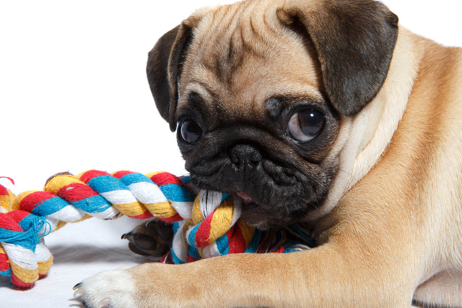 Dog Fetch & Tug Toys