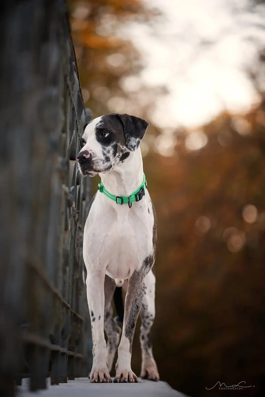 Pet Dog Collar Nylon Adjustable Webbing Padded Soft Reflective Durable Heavy Duty Training Custom Luxury Cat TLC5011